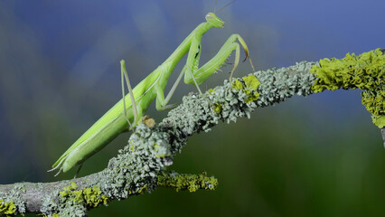 Closeup of Green praying mantis walks along tree branch on green grass and blue sky background. European mantis (Mantis religiosa)