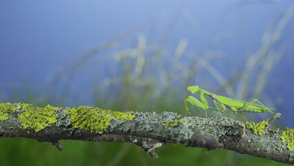 Green praying mantis sits on tree branch and looking at on camera lens on green grass and blue sky background. Transcaucasian tree mantis (Hierodula transcaucasica)