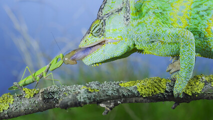 Close-up of mature Veiled chameleon hunts by shooting tongue at praying mantis. Cone-head chameleon...