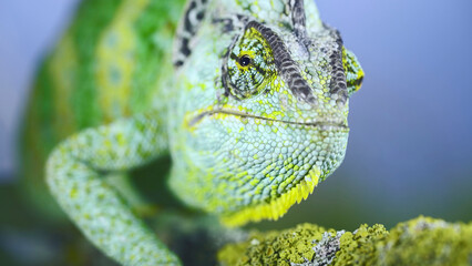 Close-up frontal portrait of adult green Veiled chameleon sits on tree branch and looks at on...