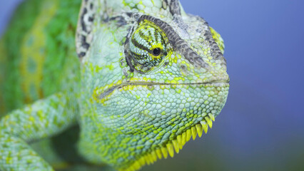 Adult green Veiled chameleon sits on a tree branch and looks around, on green grass and blue sky background. Cone-head chameleon or Yemen chameleon (Chamaeleo calyptratus)