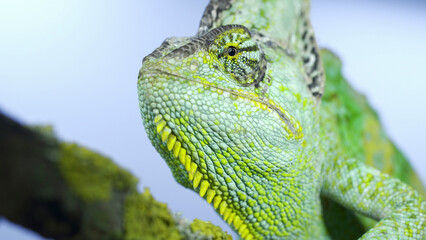 Adult green Veiled chameleon sits on a tree branch and looks around, on green grass and blue sky background. Cone-head chameleon or Yemen chameleon (Chamaeleo calyptratus)