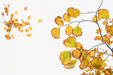 Autumn wallpaper with copy space. White background and orange leaves of an apricot tree (Prunus armeniaca) about to fall due to the change of season.
