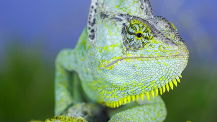 Adult green Veiled chameleon sits on a tree branch and looks around, on green grass and blue sky background. Cone-head chameleon or Yemen chameleon (Chamaeleo calyptratus) © Andriy Nekrasov