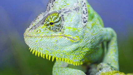 Adult green Veiled chameleon sits on a tree branch and looks around, on green grass and blue sky background. Cone-head chameleon or Yemen chameleon (Chamaeleo calyptratus)