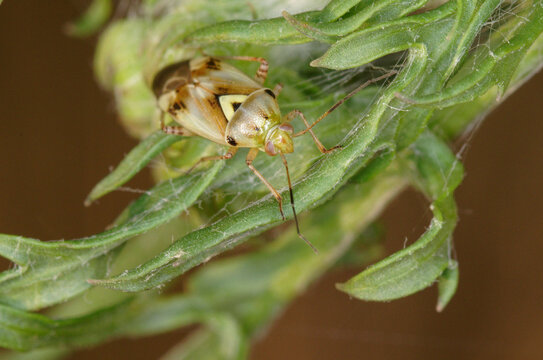 Une petite esp&egrave;ce de punaise phytophage (Lygus gemellatus)