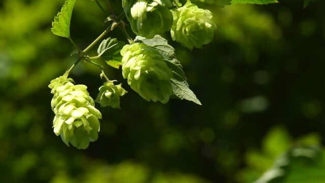 ripe hop cones in summer in Germany