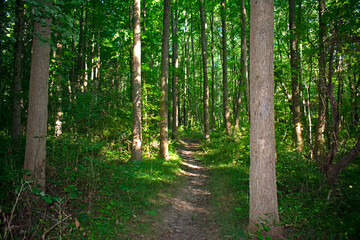 Nature Trail at a heavily wooded part of the Ireland Brook Conservation Area in North Brunswick, New Jersey, on a sunny day