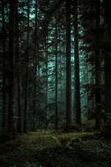 Wald im Nebel © radebojic