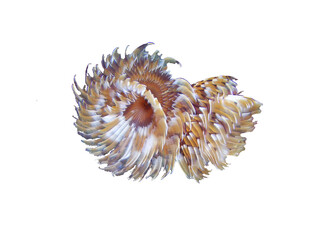 Fototapeta premium BISPIRA verme marino con due lobi branchiali