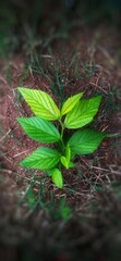 plant 