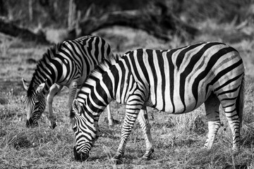 Fototapeta na wymiar Pregnant Zebra, Okavongo Delta, Bostawana, August 2022 