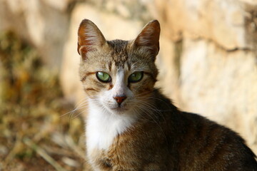 The domestic cat is a mammal of the cat family of the carnivora order.