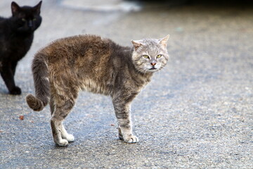 The domestic cat is a mammal of the cat family of the carnivora order.