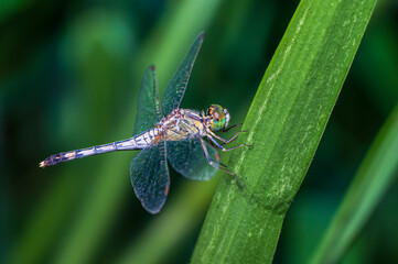 Lathrecista asiatica , Beautiful dragonfly perched on a branch with green background in Thailand.