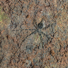 The black spider camouflaged on brown scale bark, Thailand.