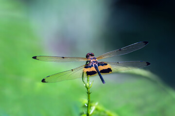 Rhyothemis phyllis , Beautiful dragonfly perched on a branch with green background in Thailand.