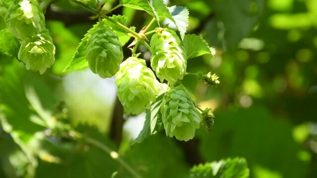 ripe hop cones in summer in Germany