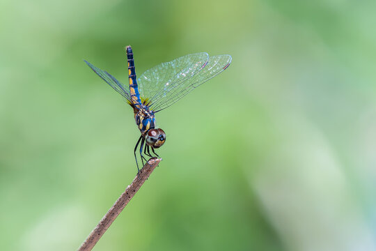 Aethriamanta aethra , Beautiful dragonfly perched on a branch with green background in Thailand.