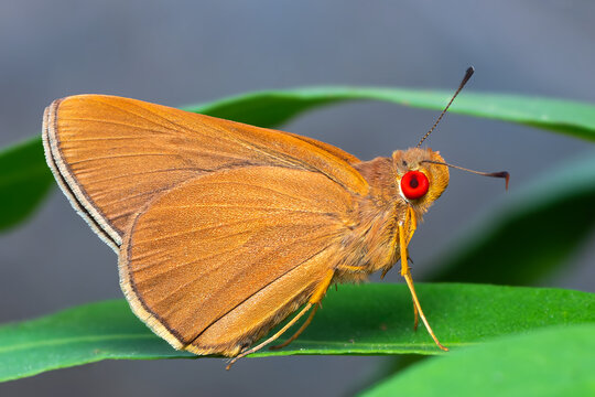 Common Redeye or Matapa aria, beautiful butterfly perching on green foliage in Thailand.