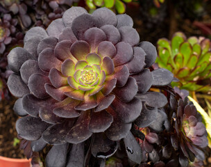 Aeonium arboreum zwartkop - Beautiful garden succulent