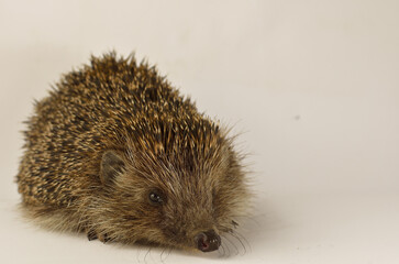 young hedgehog on a white background