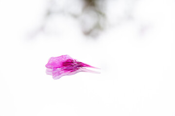 A little shriveled pink petal from a geranium in a white environment lying on a mirror with the geranium in the background