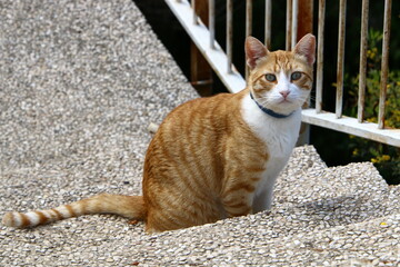 The domestic cat is a mammal of the cat family of the carnivora order.