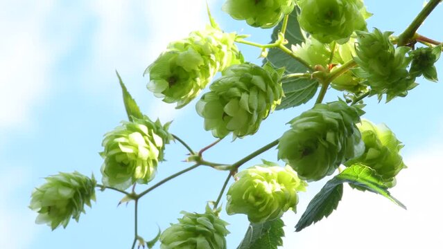 ripe hop cones in summer in Germany