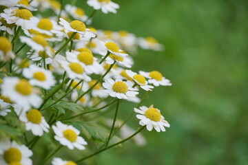 Chamomile flowers close-up on a green street background