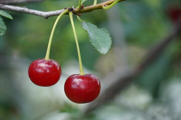 Two red cherries hang on a branch close-up