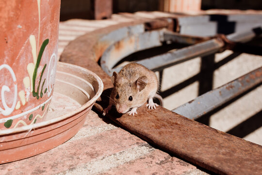 rat&oacute;n