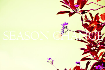 Illustration of purple petal flower are blossom on tree branch with wording "SEASON CHANGE" in japan photo style and design for printing business, graphic design and background.