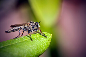 Raubfliege ( Machimus sp. ).