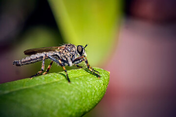 Raubfliege ( Machimus sp. ).