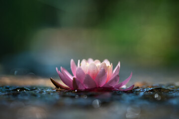 Pink lotus flower or water lily in water
 - obrazy, fototapety, plakaty