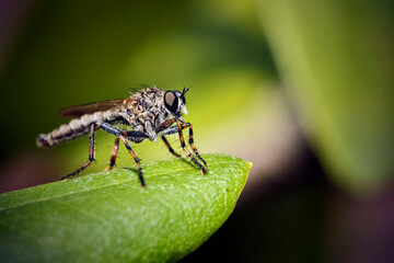 Raubfliege ( Machimus sp. ).
