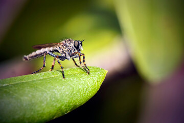 Raubfliege ( Machimus sp. ).