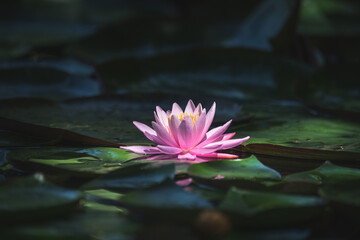 Pink lotus flower or water lily in water
