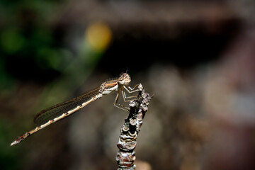 Gemeine Winterlibelle ( Sympecma fusca ).