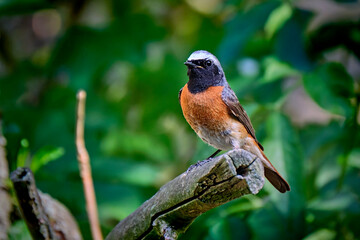 Gartenrotschwanz ( Phoenicurus phoenicurus ).