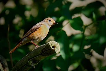 Gartenrotschwanz ( Phoenicurus phoenicurus ).