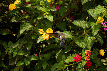 Hummingbird feeding on a yellow flower