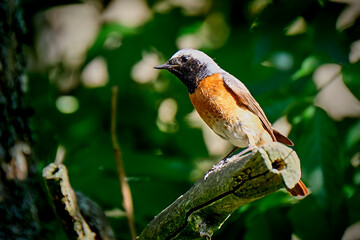 Gartenrotschwanz ( Phoenicurus phoenicurus ).