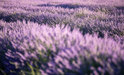 Close up Lavender stock photo