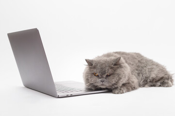 A Scottish fold lovely cat using laptop computer in studio