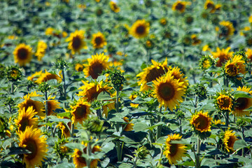 Fototapeta premium Sunflowers is a natural background. Sunflower blooms. 