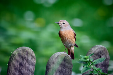Gartenrotschwanz ( Phoenicurus phoenicurus ).