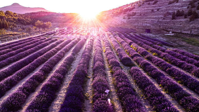 Tourists in Lavender fields at sunrise aerial view stock photo