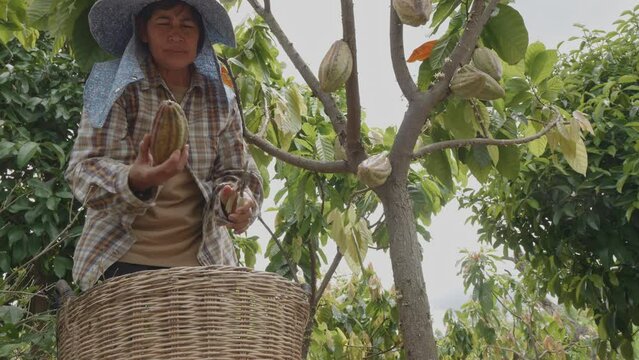 Wide and low angle shot of Asian woman farmer use pruning shears cut cacao pod from cacao tree in cacao farm and put down in harvesting rattan basket.